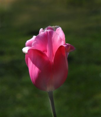pink tulip copy.jpg