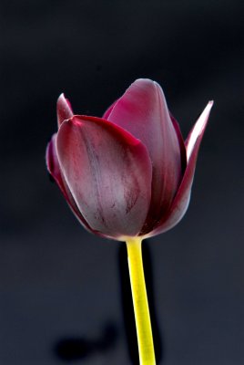 a favorite tulip.jpg