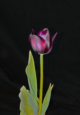 another favorite tulip.jpg