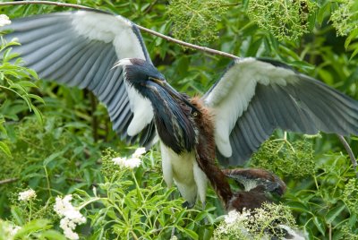 Heron feeding  the young