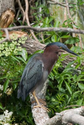 green heron copy.jpg