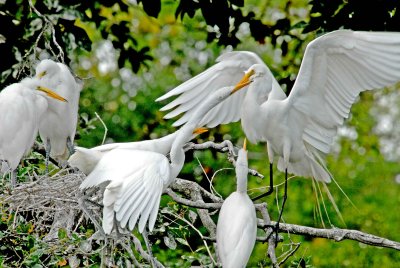 group of young egrets copy.jpg