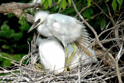 baby egrets.jpg