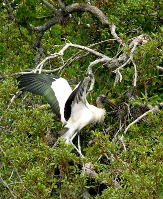 wood stork copy.jpg