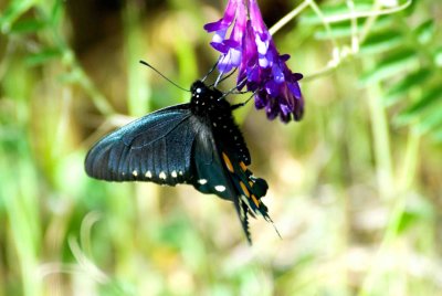 pipevineswallow tail.jpg