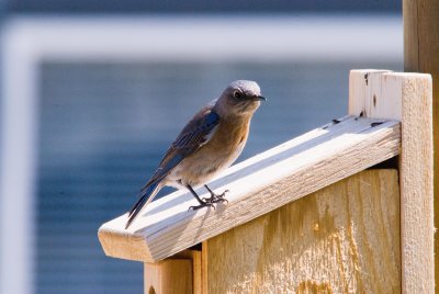 BLUE BIRD ON HIS HOUSE.jpg