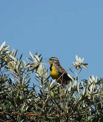 Western Meadowlark.jpg