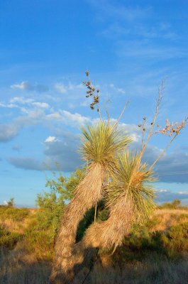 AZ desert.jpg