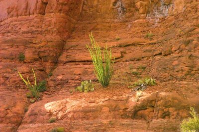 cactus on a cliff.jpg