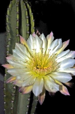 night blooming cactus.jpg