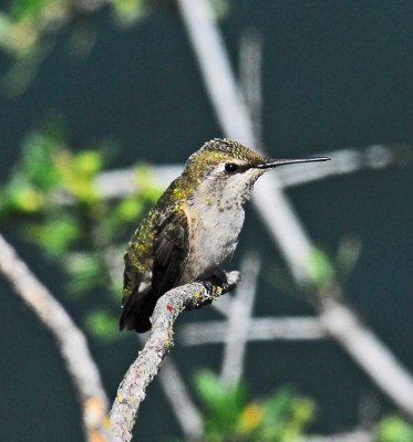 nature center humming bird.jpg