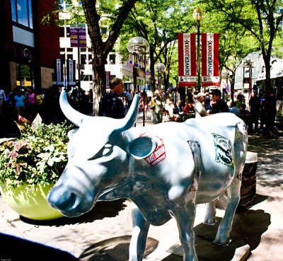 One of the Denver Cows