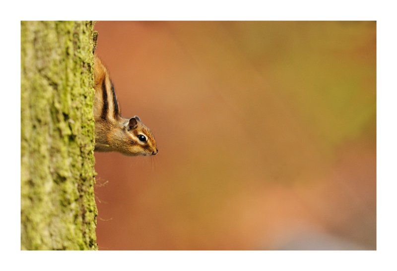 cureuil de Core/Squirrel of Korea