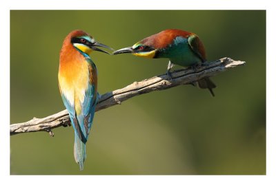 Bee-Eater
