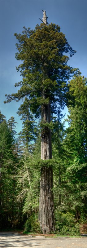 Snagtop Redwood