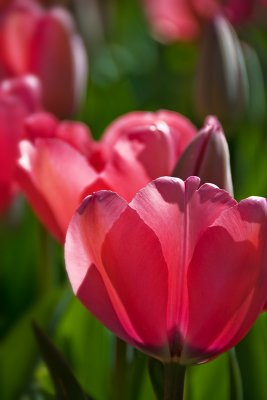 Tulips