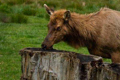 Elk