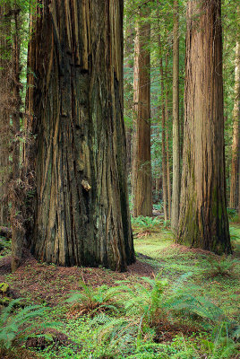 Mighty Redwoods