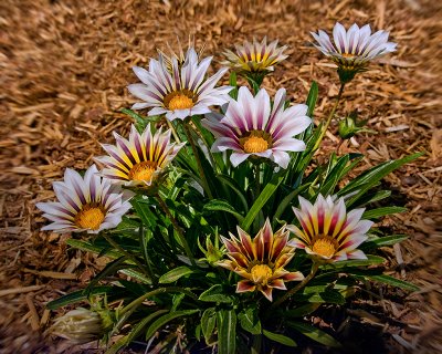 Gazania