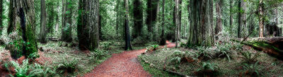 Redwood Trail 