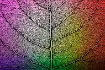 Abstract Leaf Atmosphere