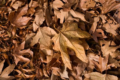 Fall Leaves