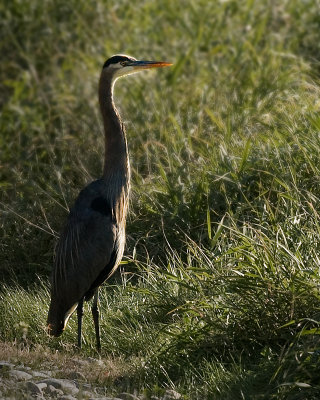 Blue Heron