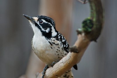 Woodpecker