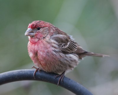 House Finch