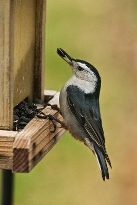 Nuthatch
