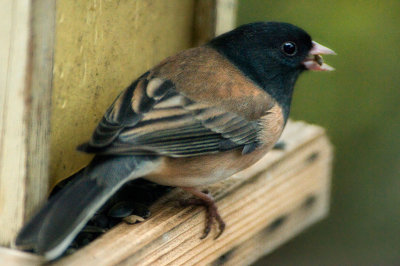 Oregon Junco