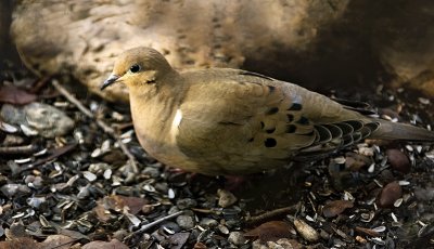 Mourning Dove