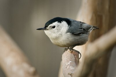 Nuthatch