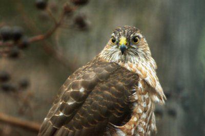 The Hungry Hawk II