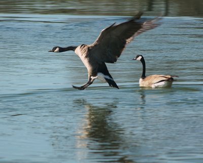 Canadian Landing
