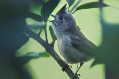 Noisy Bird