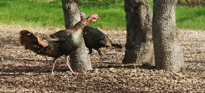 Round & Round the Oak Tree