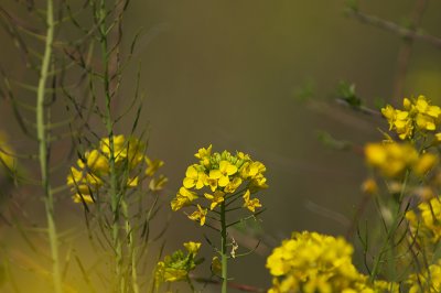 Wild Mustard