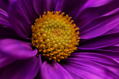 Pollen on Purple