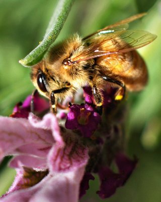 Lavender - Bee