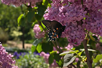 Lilac & Butterfly