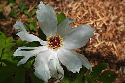 White Peony