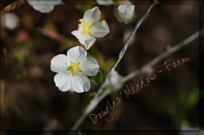 Wildflowers