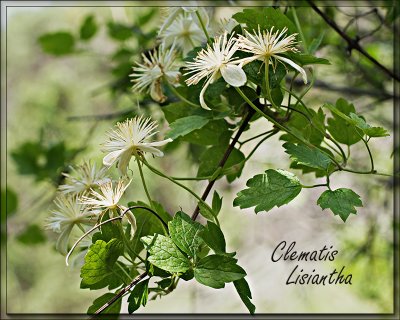 Wildflowers