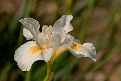 Iris Au Natural