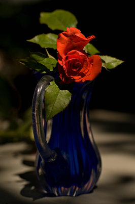 Patio Rose in Blue