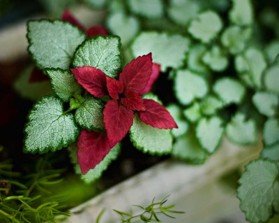 Lamium & Coleus