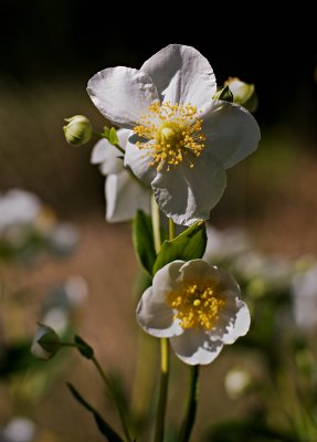 Bush Anemone