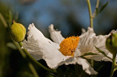 Matilija Poppy