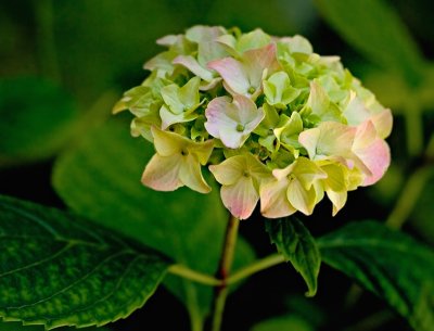 Hydrangea